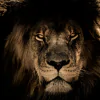 Alpha Male Icon Lion